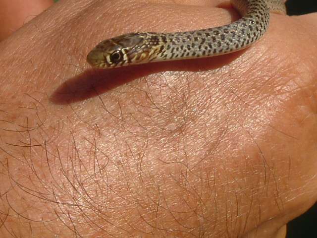 Ringelnatter, harmlos